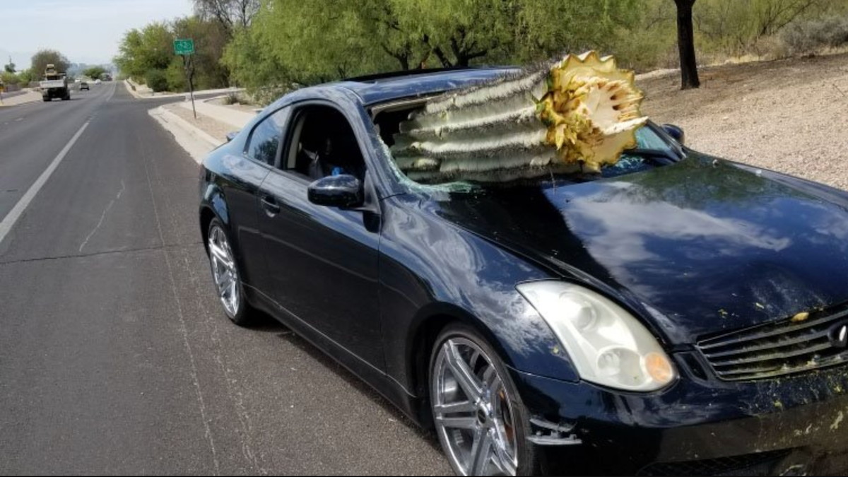 Спасение года: водитель Infiniti выжил после встречи с гигантским кактусом