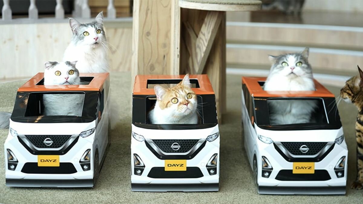 Nissan рекламирует новый кей-кар с помощью домиков для котов