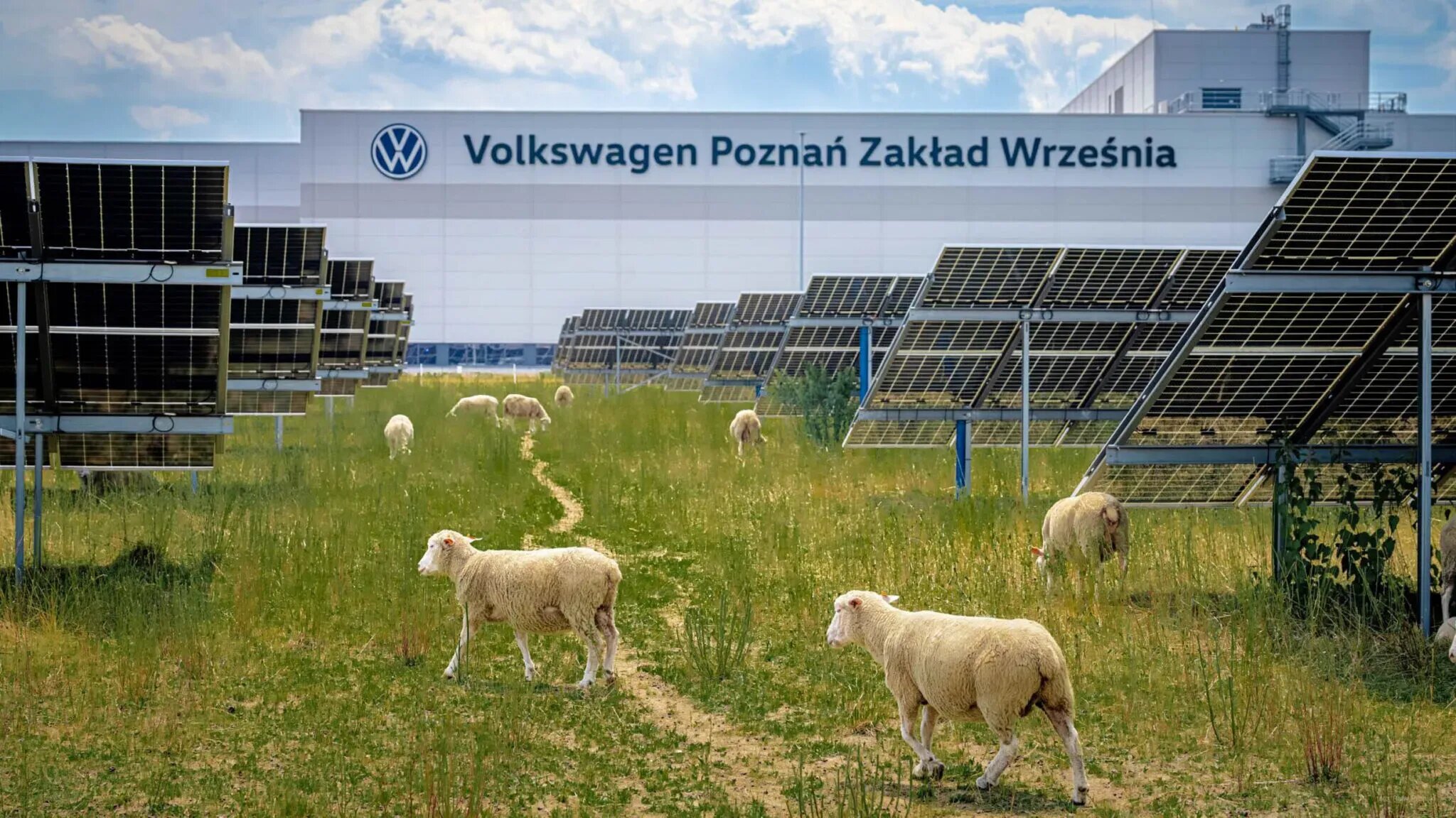 На польском заводе Volkswagen газонокосилки заменили на стадо овец