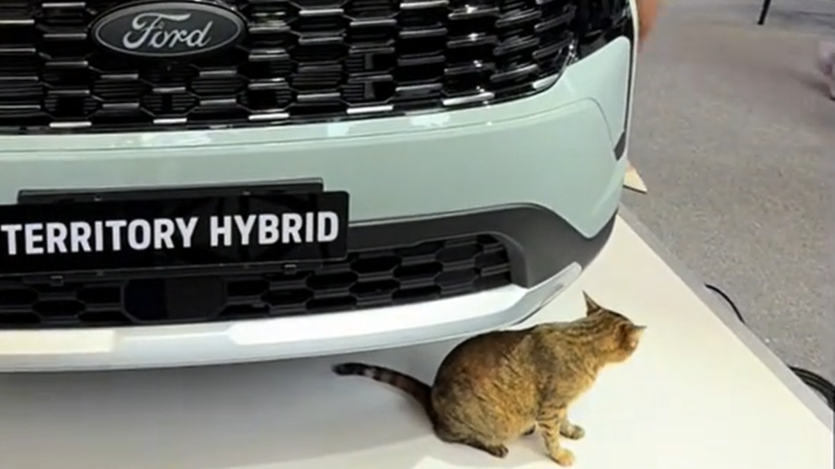 На презентации нового кроссовера Ford разбудили кота