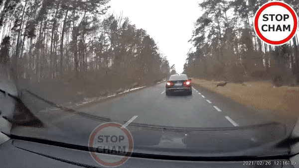 Эти олени даже не пытались избежать столкновения с BMW. Видео