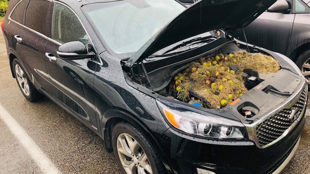 Белки спрятали сотни грецких орехов под капотом Kia Sorento