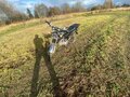 2015 Мотоальфа A1, чёрный, 60000 рублей