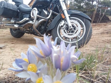 2007 Yamaha XVS1100, чёрный, 600000 рублей, вид 4
