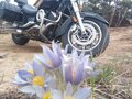 2007 Yamaha XVS1100, чёрный, 600000 рублей - вид 3