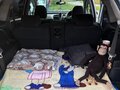 2009 Honda Stream II Рестайлинг, белый, 1290000 рублей - вид 11