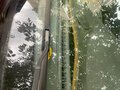 2003 Dodge Stratus II Рестайлинг, синий, 250000 рублей - вид 6