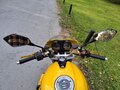 2003 Ducati Monster 1000, жёлтый, 350000 рублей - вид 8