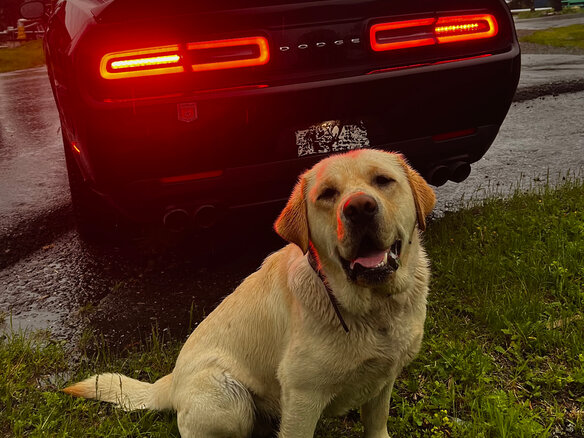 2019 Dodge Challenger III Рестайлинг 2, чёрный, 2000000 рублей - вид 13