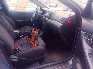 2004 Toyota Corolla IX (E120, E130), серый, 399000 рублей, вид 1