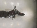 2018 Harley-Davidson Breakout, красный, 1550000 рублей - вид 6