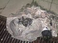 2005 Nissan Almera II (N16) Рестайлинг, белый, 320000 рублей - вид 6