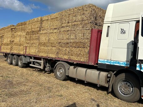 2002 DAF XF 95, белый, 1950000 рублей, вид 2