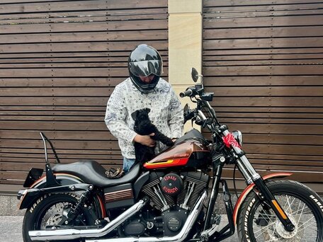 2006 Harley-Davidson Street Bob, коричневый, 700000 рублей, вид 1