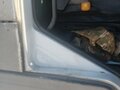 1994 MAN F 2000, белый, 2180000 рублей - вид 7
