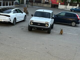 2024 Lada (ВАЗ) Niva Legend I, белый, 699000 рублей, вид 4