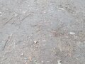 2000 Nissan Micra II (K11), красный, 85000 рублей - вид 6