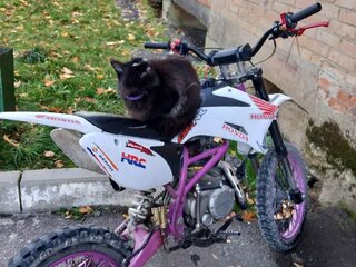 Irbis TTR 150