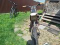 2019 BSE PH 150, красный, 65000 рублей - вид 3