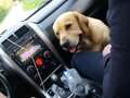2008 Suzuki Grand Vitara II Рестайлинг, чёрный, 1100000 рублей - вид 7