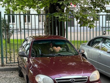 2009 ЗАЗ Chance, пурпурный, 200000 рублей, вид 5