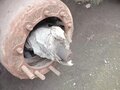 2018 Kassbohrer DL 27, красный, 830000 рублей - вид 4