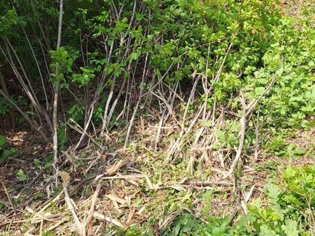 2019 UM-Forest ET-240, 600000 рублей, вид 5