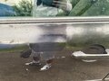 2019 Datsun on-DO I, чёрный, 450000 рублей - вид 6