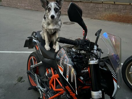 2016 KTM 390 Duke, чёрный, 390000 рублей, вид 2