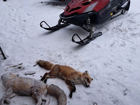 2007 Polaris 800 IQ, пурпурный, 650000 рублей, вид 2