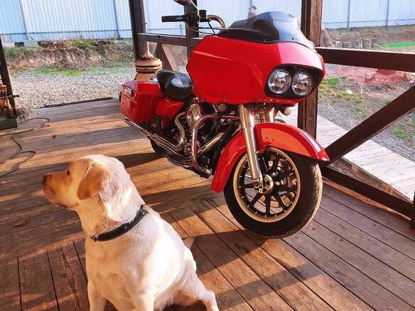 2001 Harley-Davidson Road Glide, красный, 770000 рублей - вид 3
