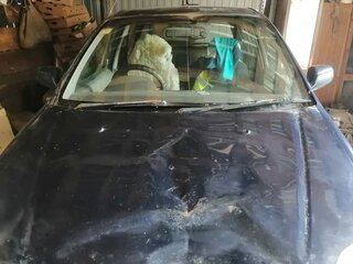 1997 Honda Logo, синий, 125000 рублей, вид 3