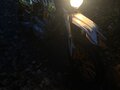 2021 Wels CRF 250, оранжевый, 80000 рублей - вид 4