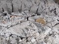 2002 КамАЗ 5511, серый, 480000 рублей - вид 6