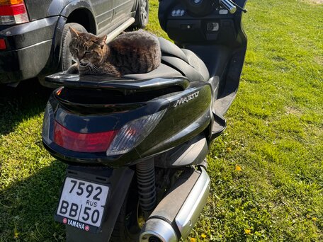2004 Yamaha Majesty 250, чёрный, 215000 рублей, вид 2