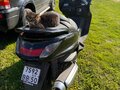 2004 Yamaha Majesty 250, чёрный, 215000 рублей - вид 1