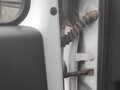 2016 ГАЗ ГАЗель Next, белый, 1300000 рублей - вид 5
