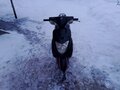 2003 Suzuki Ran, чёрный, 40000 рублей - вид 1