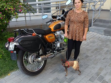 2011 Kawasaki W 800, золотистый, 699900 рублей, вид 2