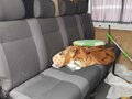 2003 Mercedes-Benz Sprinter Classic, белый, 1300000 рублей - вид 8