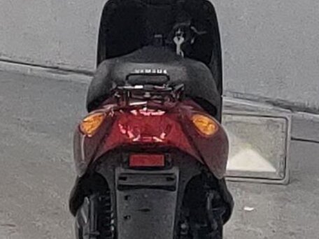 2015 Yamaha Jog, красный, 185000 рублей, вид 4