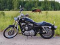2010 Harley-Davidson Sportster 1200, чёрный, 750000 рублей - вид 5