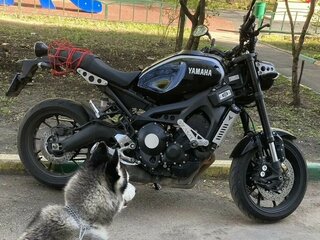 2019 Yamaha XSR900, чёрный, 900000 рублей, вид 3