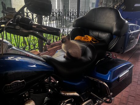 2008 Harley-Davidson Electra Glide, синий, 860000 рублей, вид 2