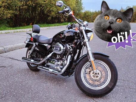 2011 Harley-Davidson Sportster 1200, чёрный, 690000 рублей, вид 1