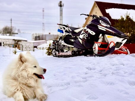 2014 Polaris 800 Switchback, чёрный, 630000 рублей, вид 2