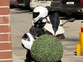 2025 QJMotor SRK 921 RR, белый, 921000 рублей - вид 6