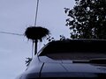 2024 Jaguar F-Pace I Рестайлинг, чёрный, 3950000 рублей - вид 5