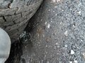 2008 Renault Premium, пурпурный, 8500000 рублей - вид 9