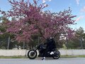 1997 Yamaha XVS400 Drag Star, чёрный, 600000 рублей - вид 3